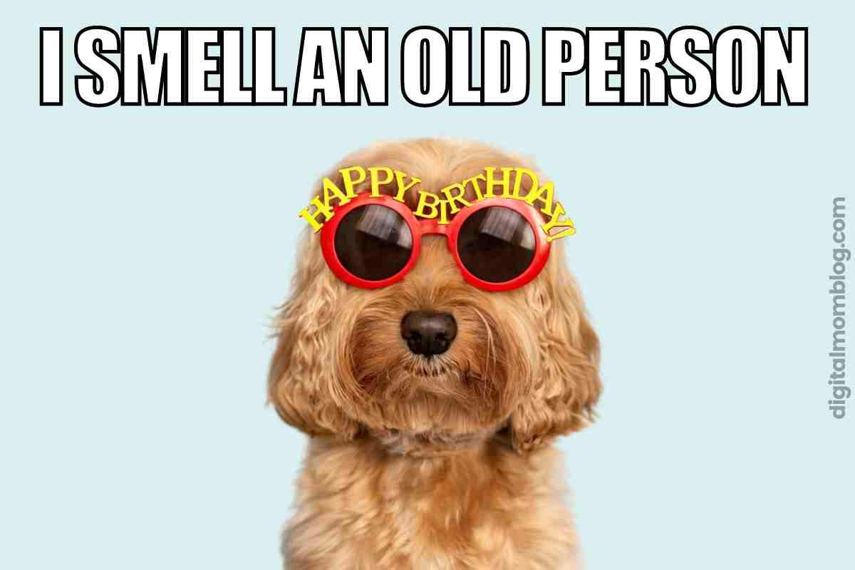 dog happy birthday meme 1 Meme of a dog wearing birthday sunglasses with 'Happy Birthday' text, humorously captioned 'I smell an old person.'