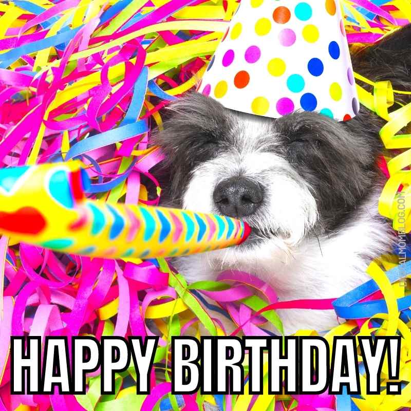 dog happy birthday meme A fluffy dog in a party hat surrounded by colorful streamers, blowing a party horn with the caption 'Happy Birthday!'—because nothing screams party animal like a doggo meme!