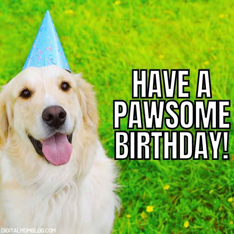 funny dog meme birthday funny dog meme birthday