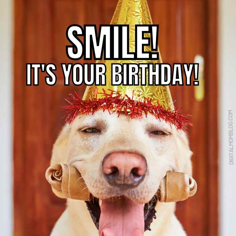friend meme birthday funny Hilarious birthday meme featuring a dog wearing a golden party hat with a cheeky grin, surrounded by the text 'SMILE! IT'S YOUR BIRTHDAY!' ready to celebrate with some doggone fun.