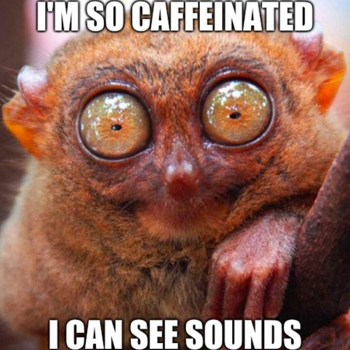 caffeinated meme