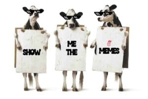 3 cows holding signs says show me the chickfila memes