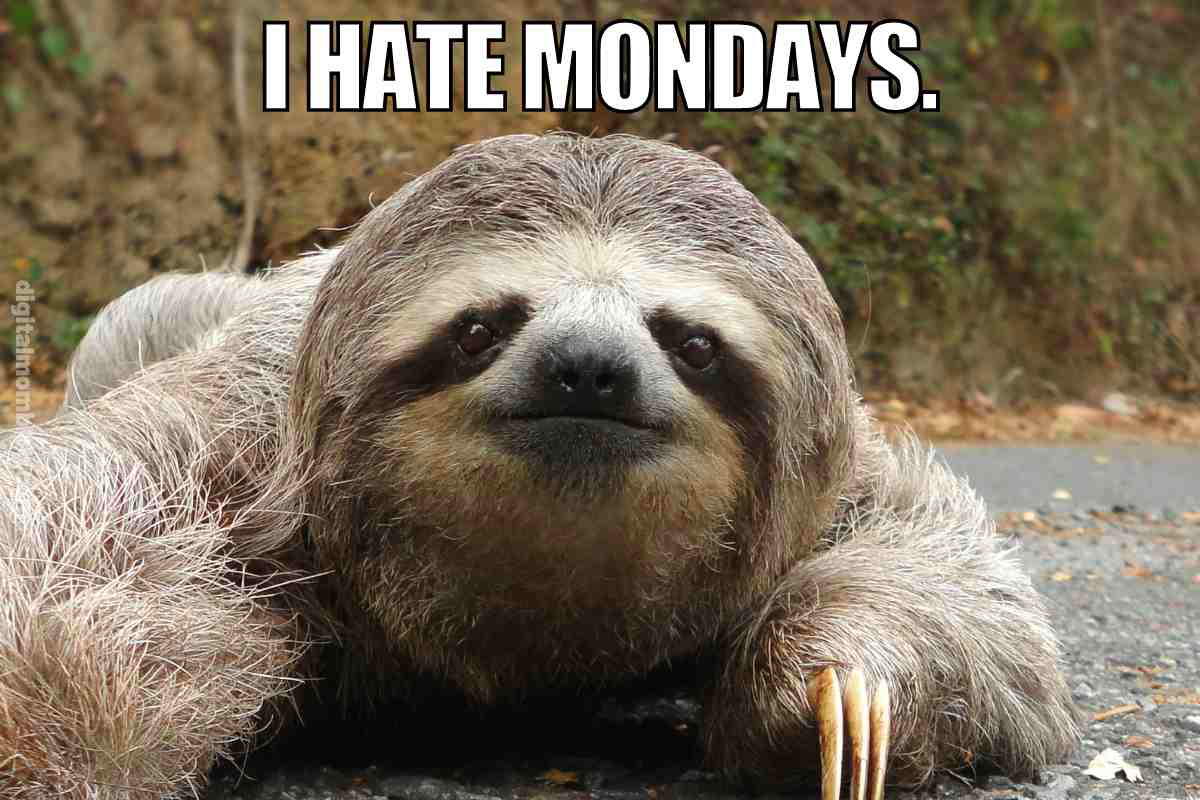 i hate mondays meme funny A grumpy sloth sprawled out on a road with the words 'I Hate Mondays' on top, capturing everyone's Monday mood in meme form.