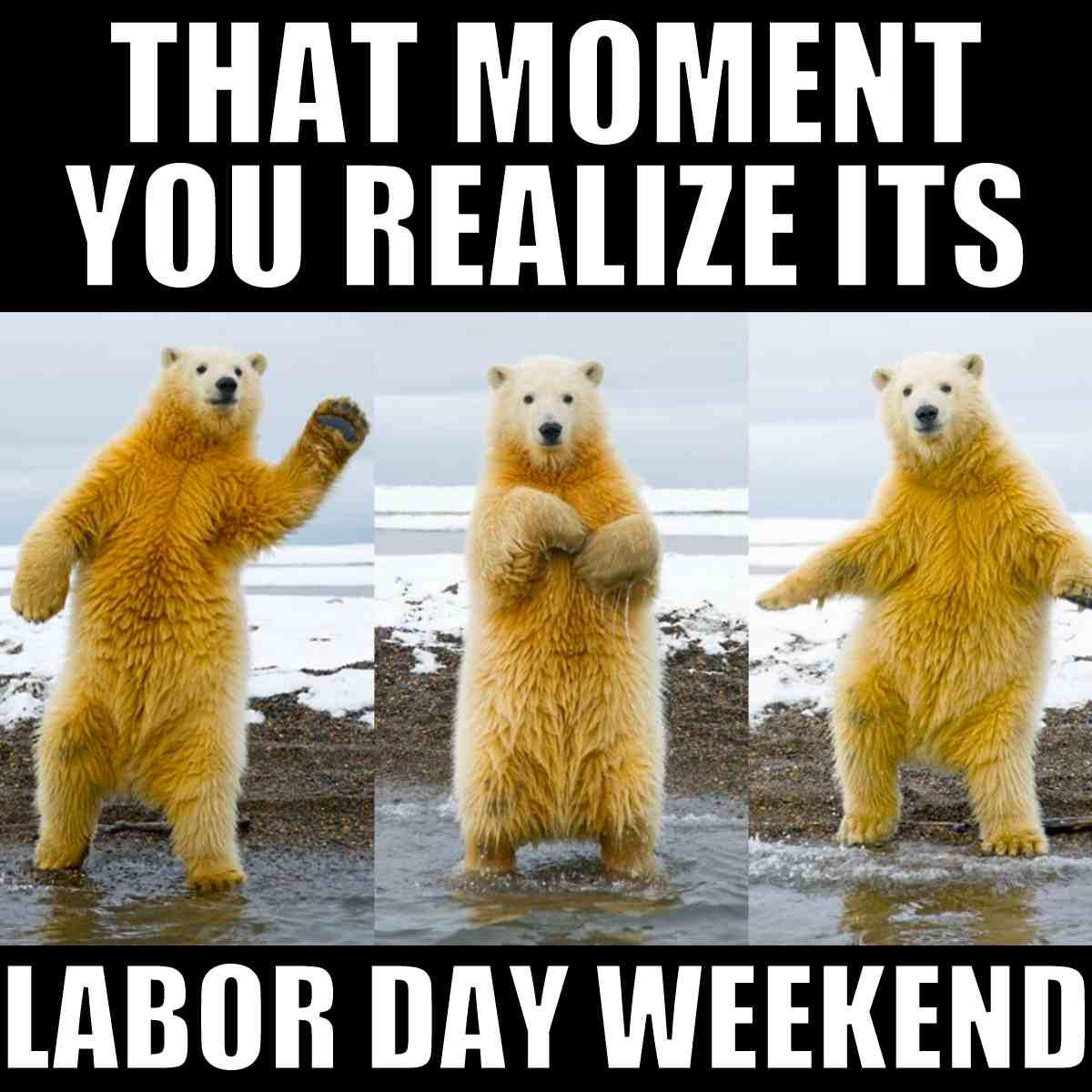 labor day weekend meme 1 Funny meme featuring a dancing polar bear realizing it’s Labor Day weekend, captured in a state of furry joy and weekend excitement.