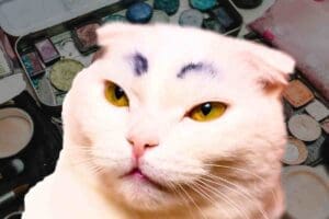 funny makeup memes cat with eyebrow pencil and a makeup palette