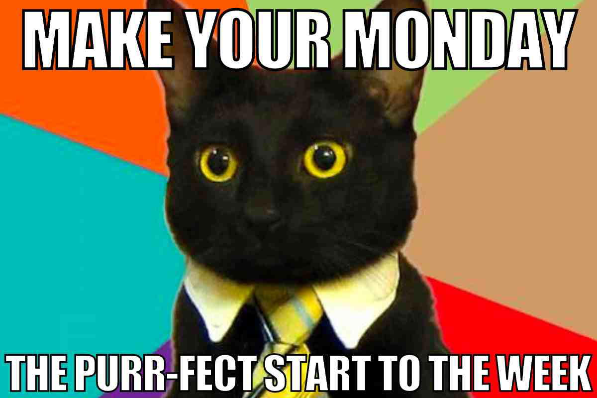 monday cat meme Meme of a businesssavvy black cat with a tie, humorously declaring Monday as the 'purrfect' start to the week.