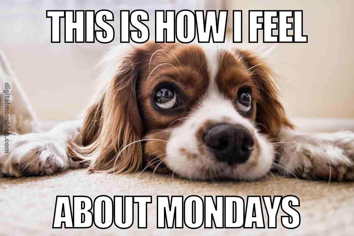 monday dog meme funny Meme of a sad dog lying down with the text 'This is how I feel about Mondays,' capturing the universal Monday blues in a humorous way.