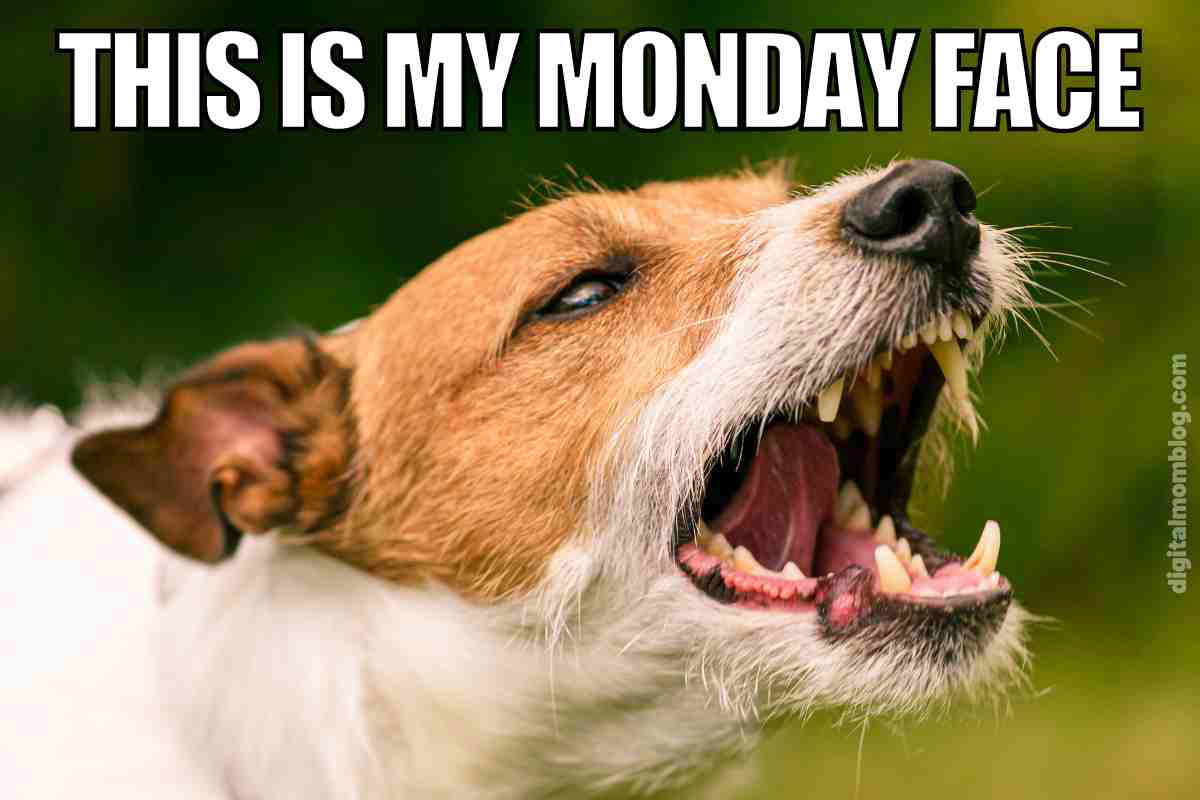 monday dog meme Meme featuring a dog baring its teeth with the caption 'This is my Monday face,' embodying everyone's ferocious Monday morning energy.