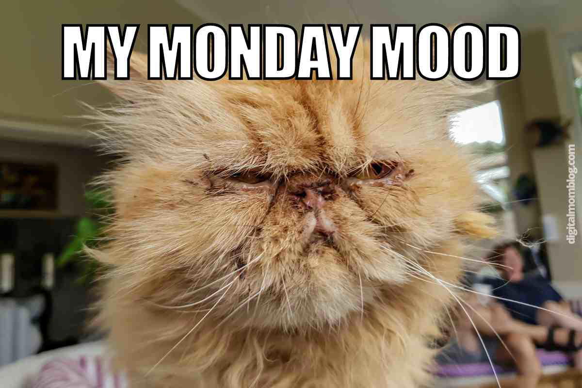 monday mood meme Fluffy grumpy cat meme with text 'My Monday Mood,' perfectly capturing that Monday morning disdain.