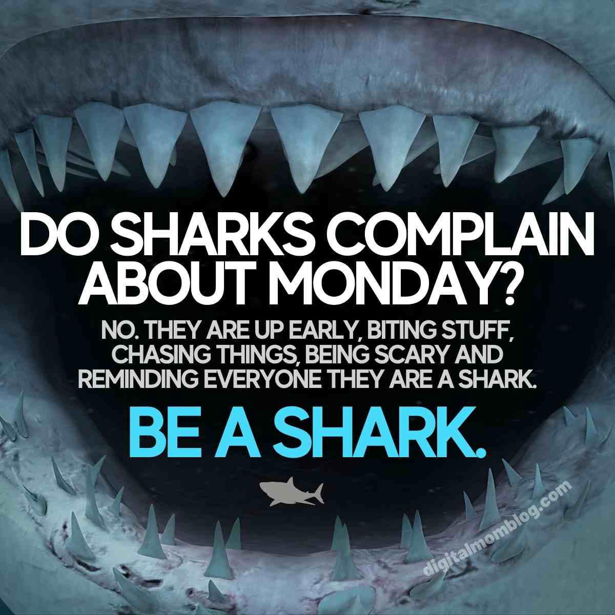 shark monday meme A humorous Monday meme showing a shark's open mouth with text: 'Do sharks complain about Monday? No. They are up early, biting stuff, chasing things, being scary and reminding everyone they are a shark. Be a shark.'