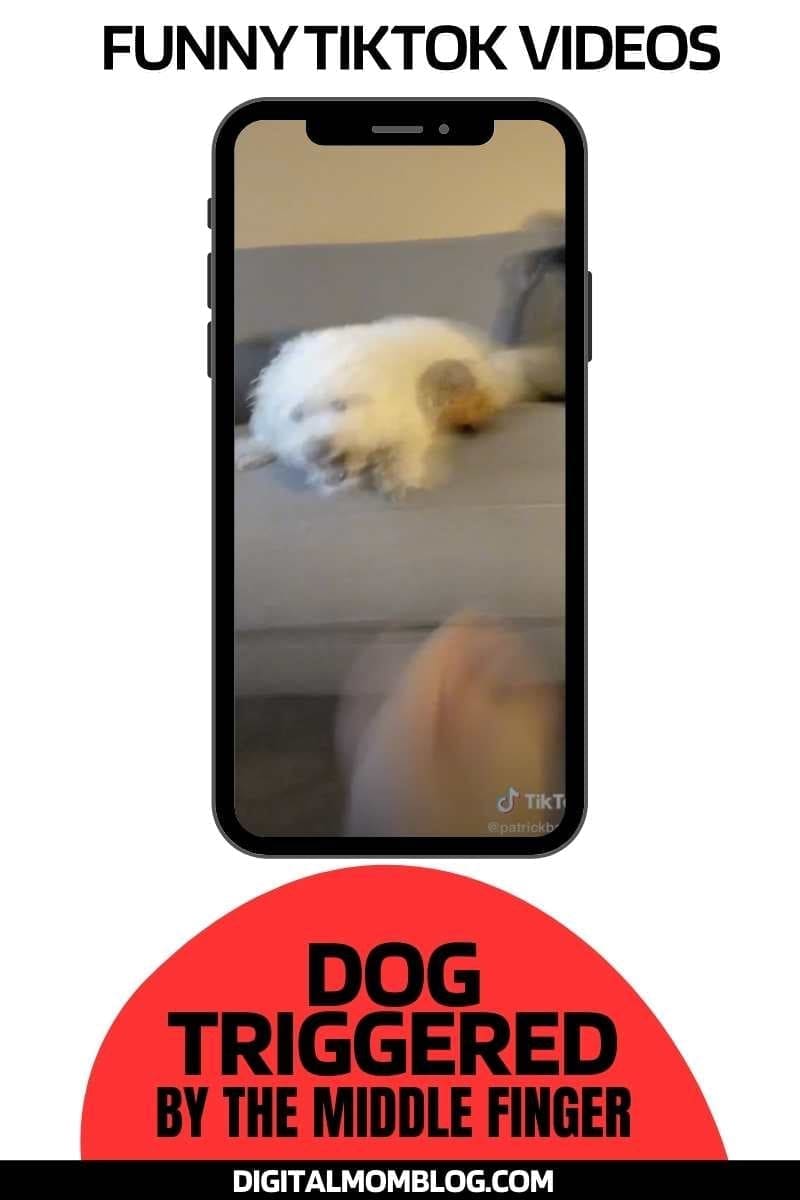 dog triggered funny tiktok dog triggered funny tiktok