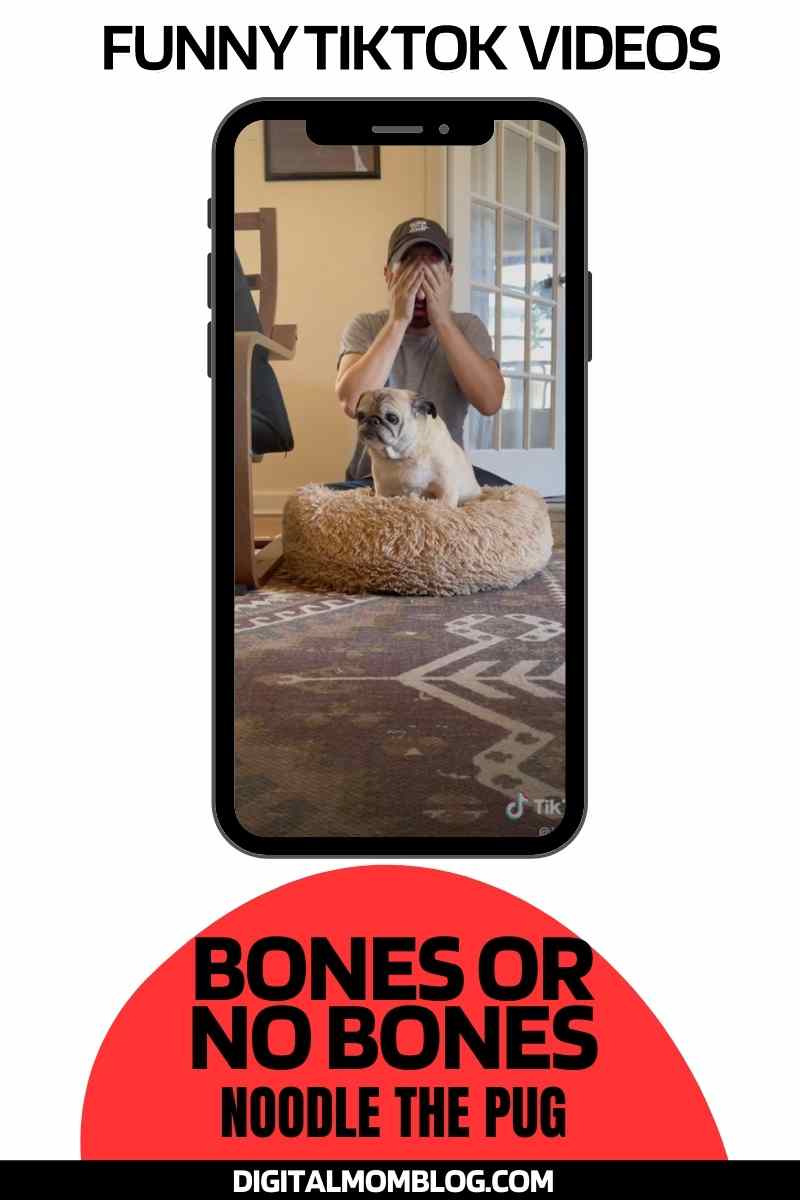 funny tiktok bones no bones pug noodle daily videos funny tiktok bones no bones pug noodle daily videos