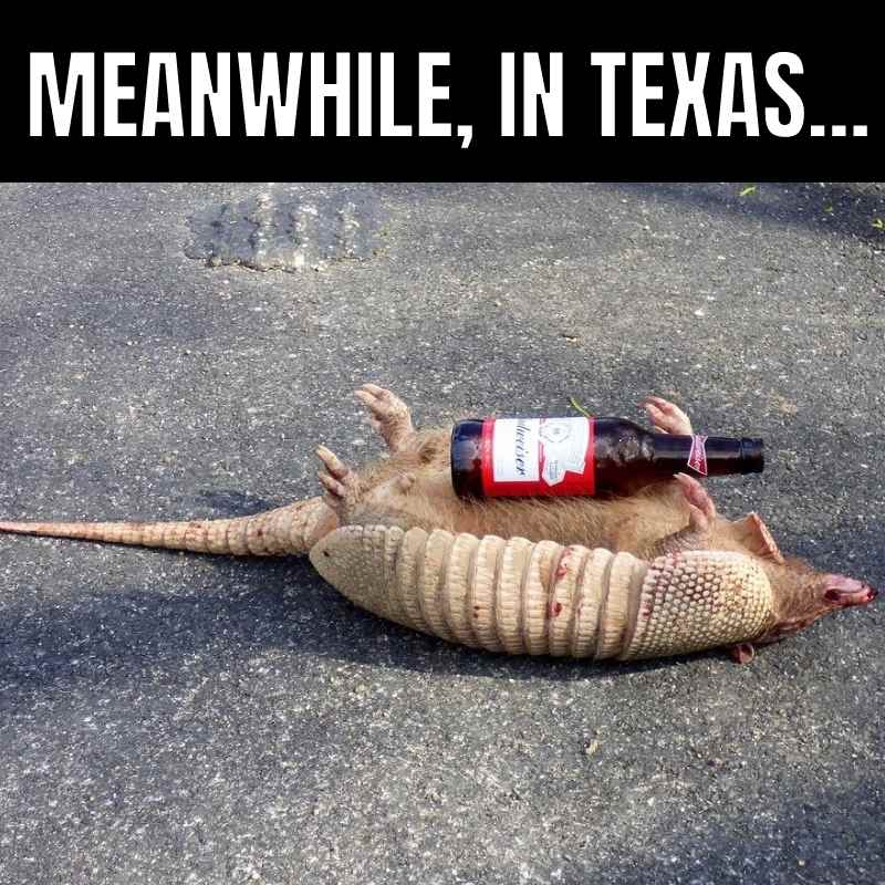 meanwhile in texas meme Meme of an armadillo lying on its back with a beer bottle, captioned 'Meanwhile, in Texas...', humorously suggesting Texan wildlife likes a cold one too.
