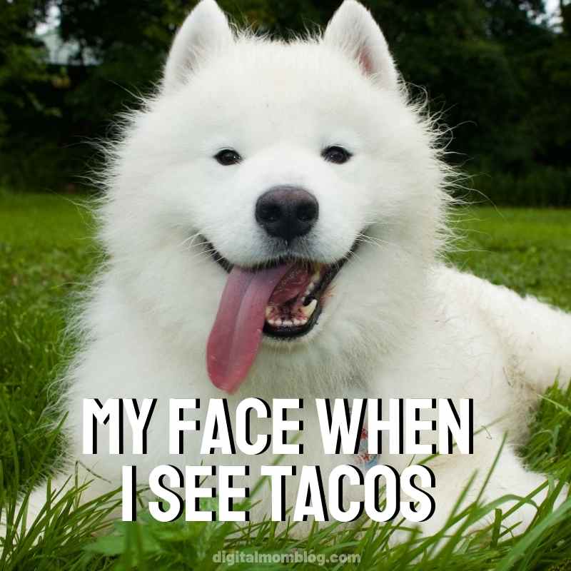 my face when i see taco meme my face when i see taco meme