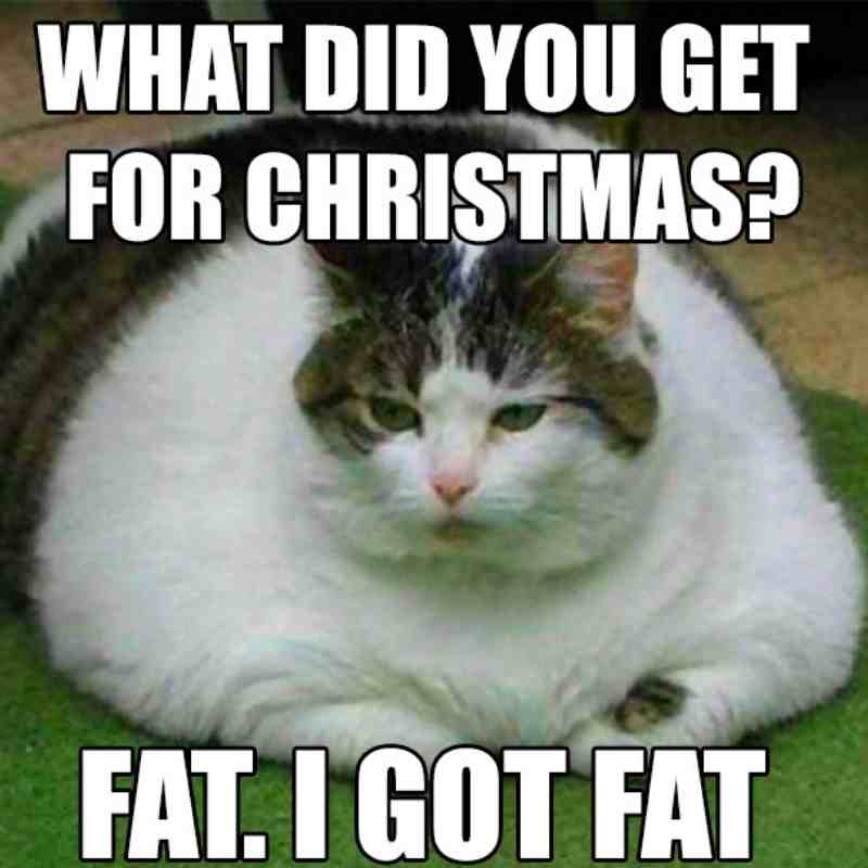 cat christmas meme what did you get for christmas fat i got fat