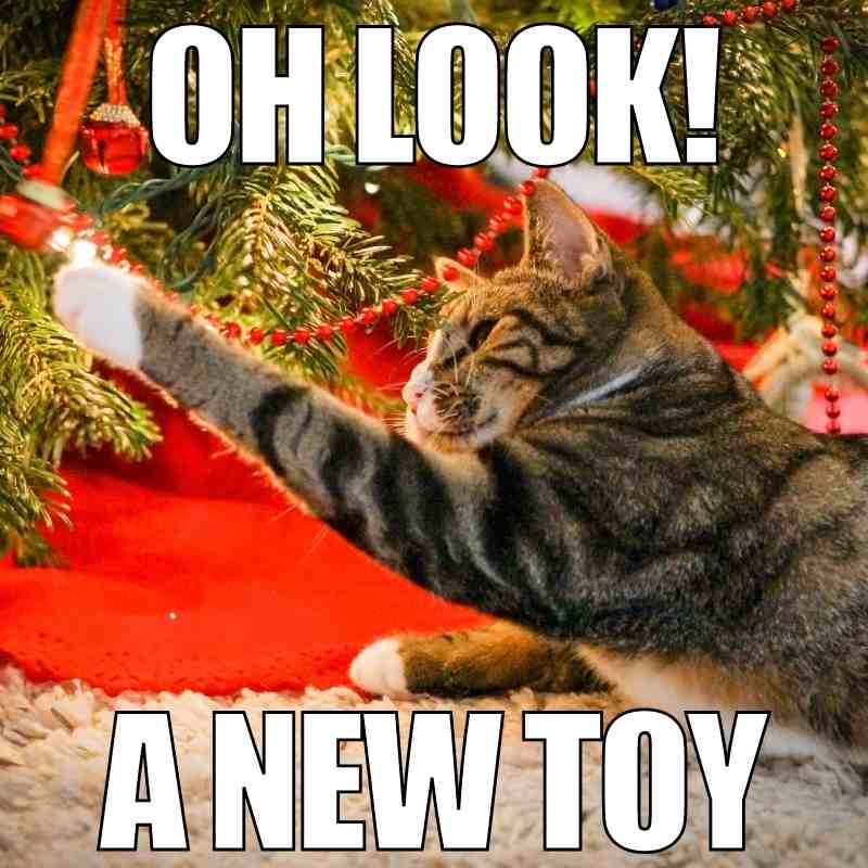cat christmas tree meme 1 look a new toy