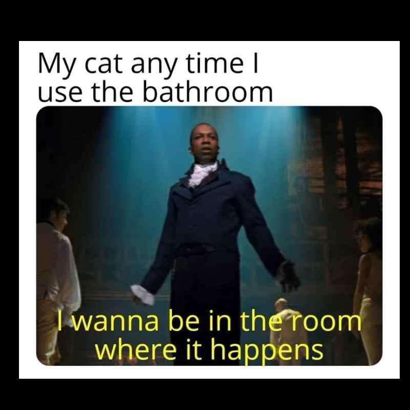 hamilton cat meme aaron burr hamilton cat meme aaron burr