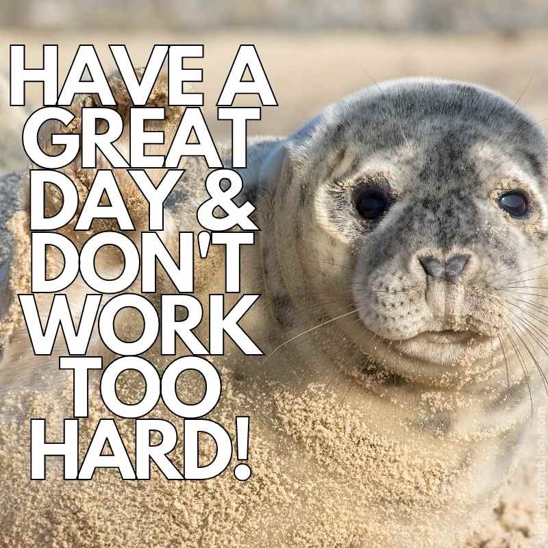 dont work too hard good day meme Meme featuring an adorable seal covered in sand with text saying 'Have a great day & don't work too hard!' offering playful workday encouragement.