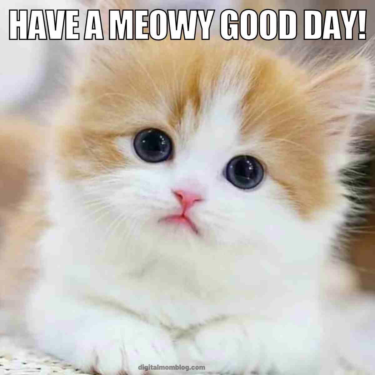 have a good day cat meme have a good day cat meme