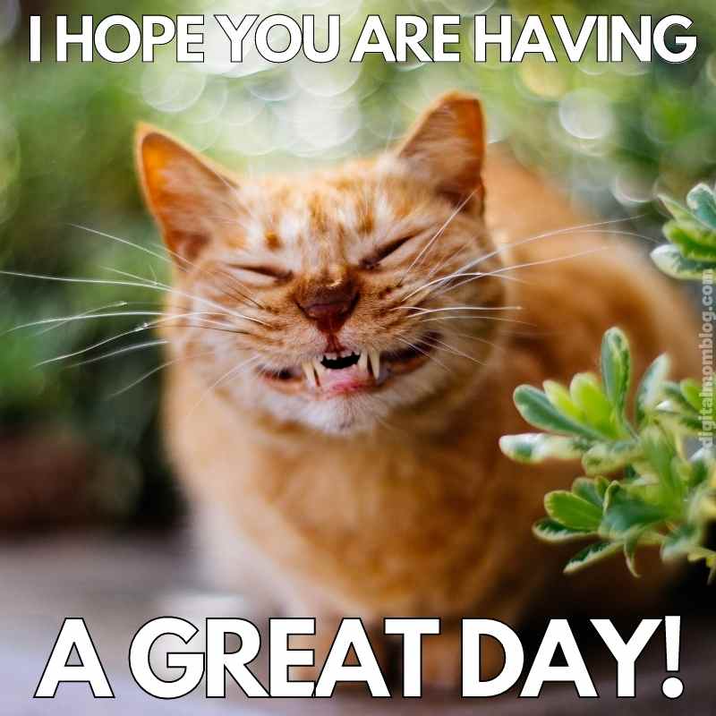 have a great day cat meme have a great day cat meme