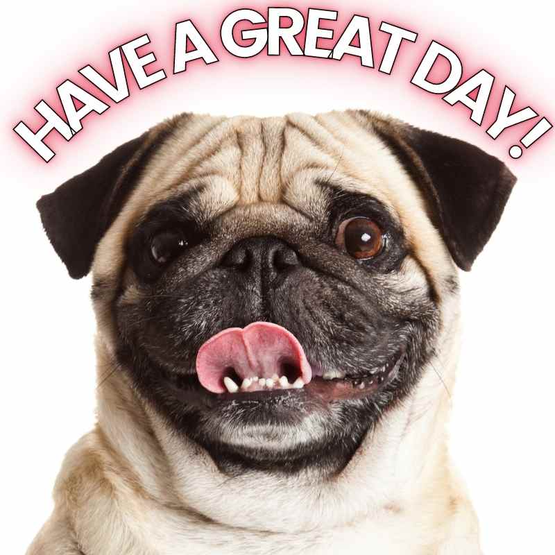 have a great day pug meme have a great day pug meme