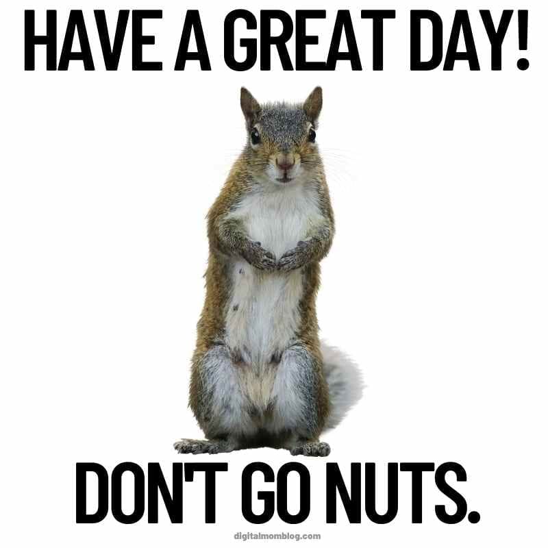 have a great day squirrel meme have a great day squirrel meme