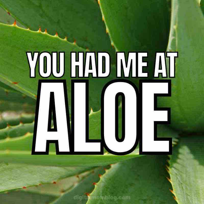 aloe vera meme aloe vera meme
