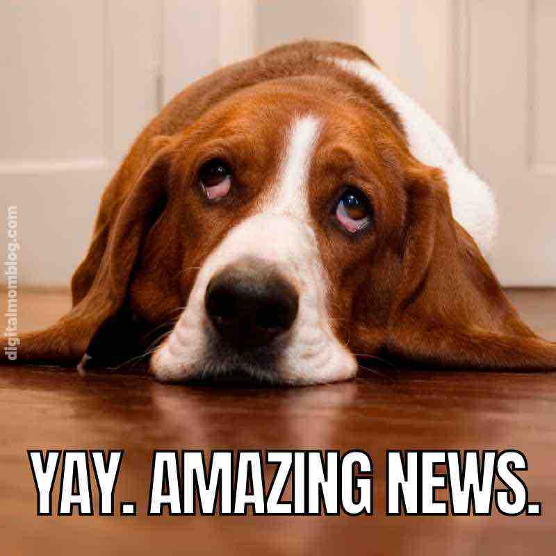 amazing new meme sarcastic yay Yawning basset hound meme with text 'Yay. Amazing News.' capturing the dog's unenthused expression, perfect for those ironically exciting announcements.