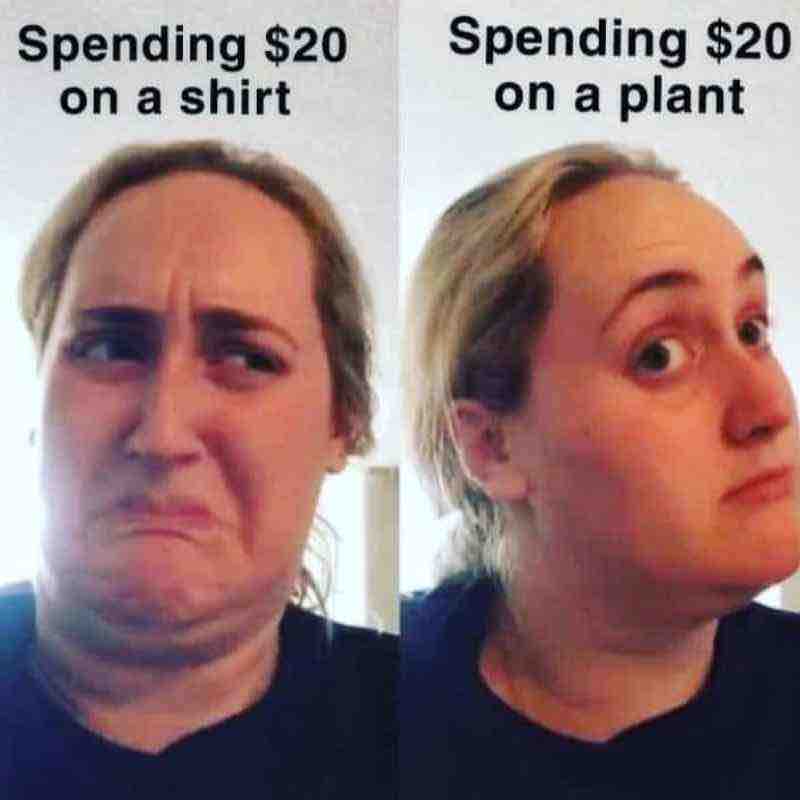 buying plants meme buying plants meme
