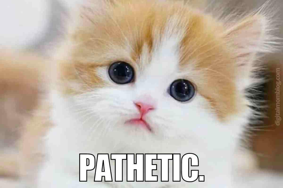 cat pathetic meme pathetic. cute kitten photo