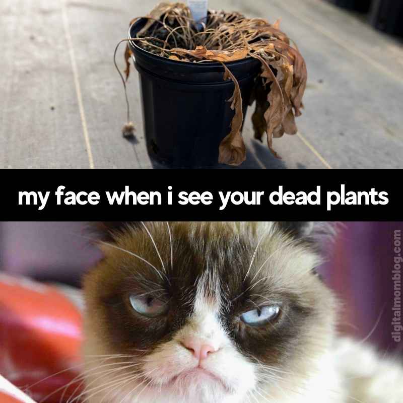 dead plant memes dead plant memes
