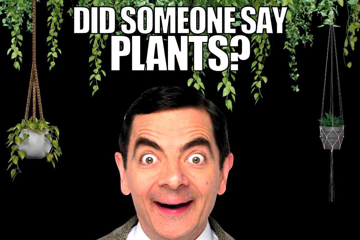 funny plants meme funny meme of mr bean saying did someone says plants