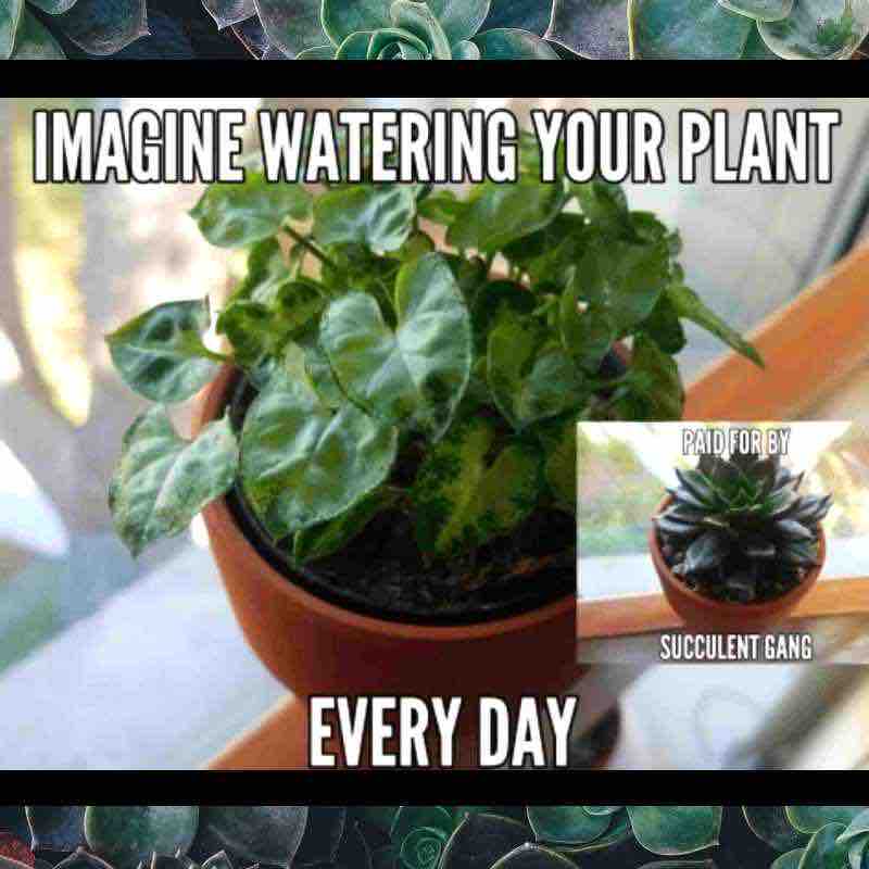 funny succulent meme 1 Meme featuring a leafy plant with the text 'Imagine watering your plant every day,' accompanied by a small image of a succulent labeled 'Paid for by Succulent Gang', humorously implying succulents' lowmaintenance lifestyle.