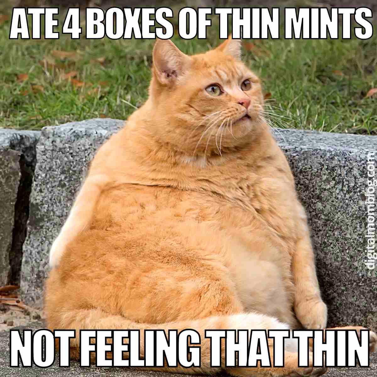 funny thin mints meme funny thin mints meme