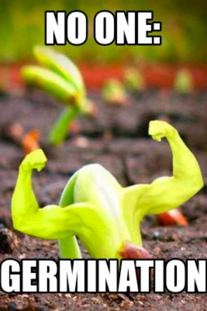 germination meme germination meme