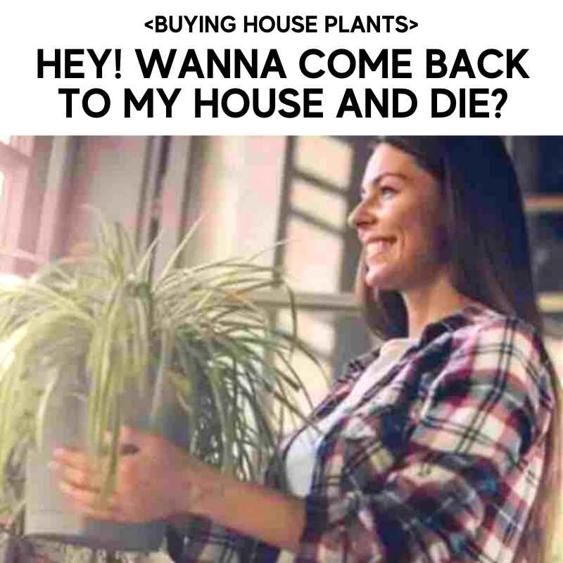 house plants meme house plants meme