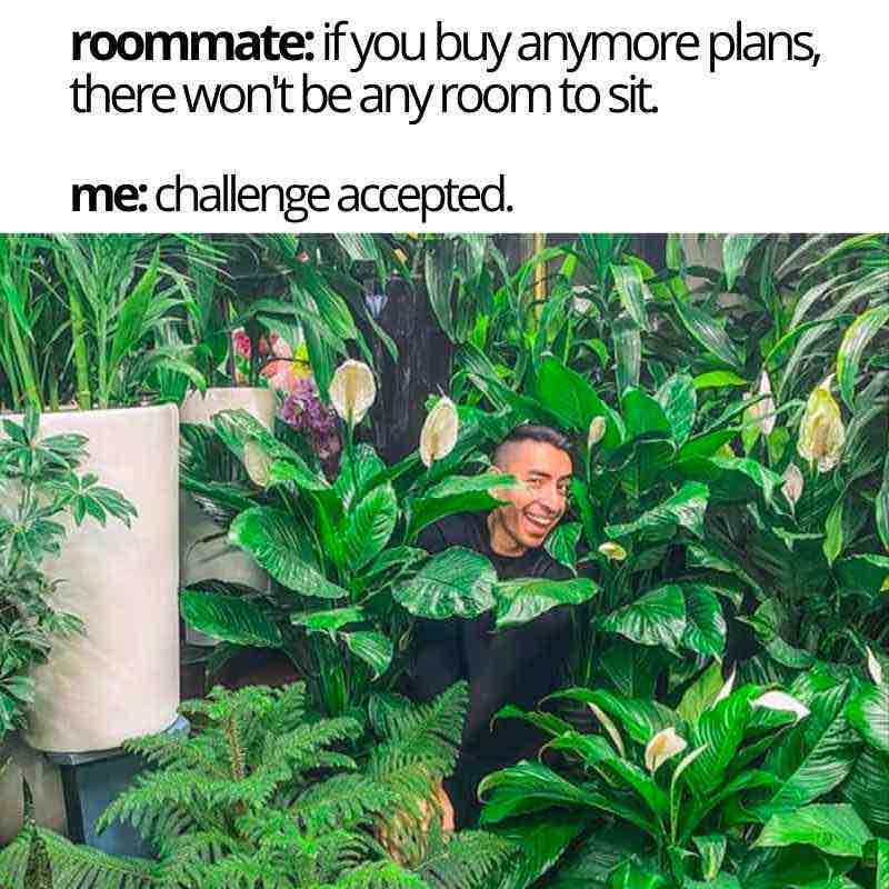 houseplant meme houseplant meme