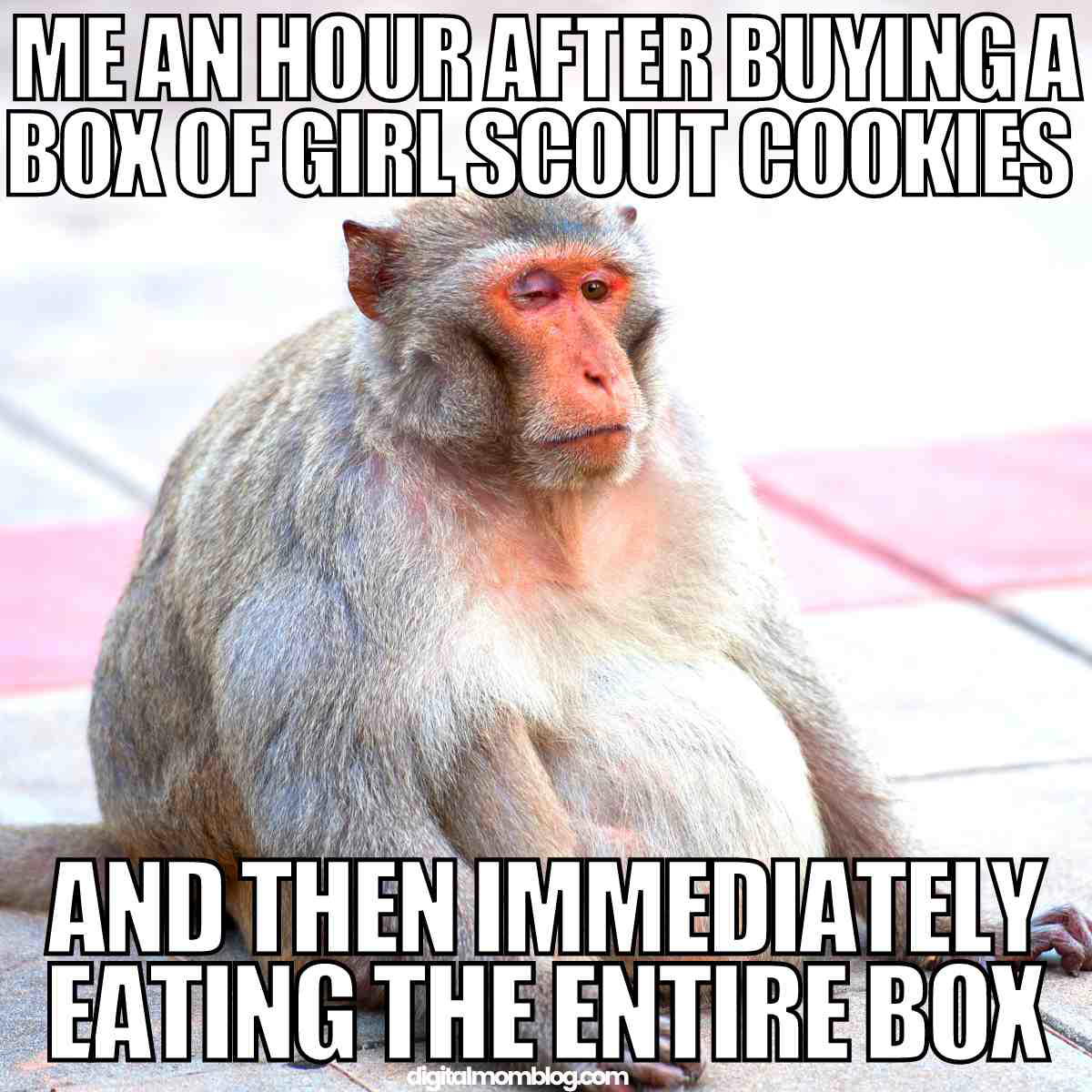 humor girl scout cookie meme humor girl scout cookie meme
