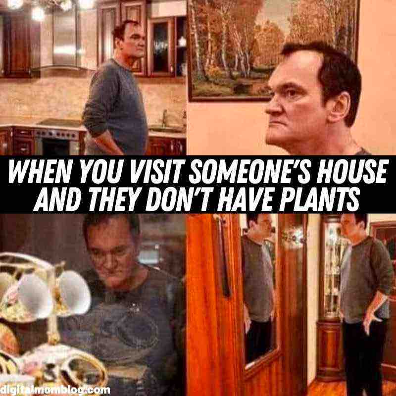 no plants meme no plants meme