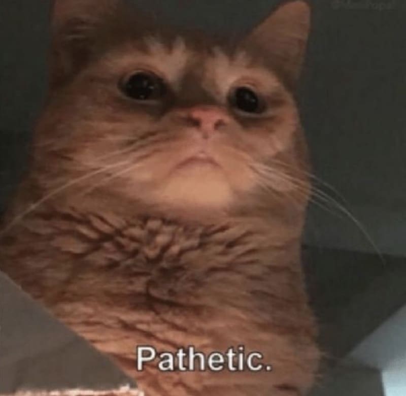 pathetic cat meme 1 pathetic cat meme
