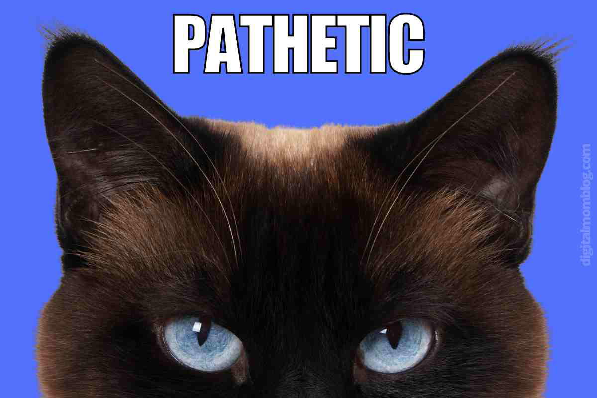 pathetic cat meme funny pathetic cat funny
