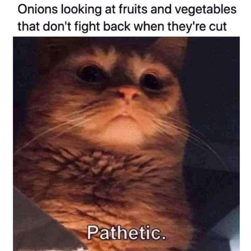 pathetic cat meme pathetic cat meme