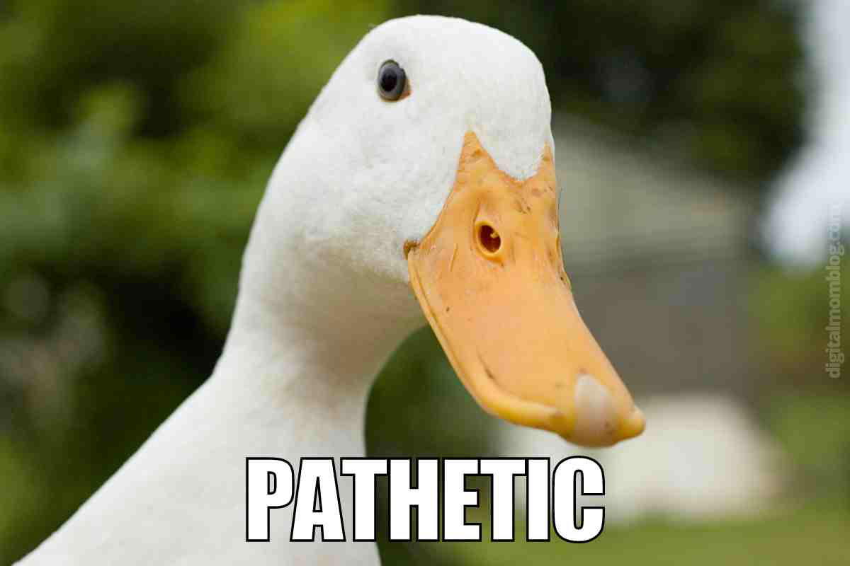 pathetic duck meme pathetic duck meme