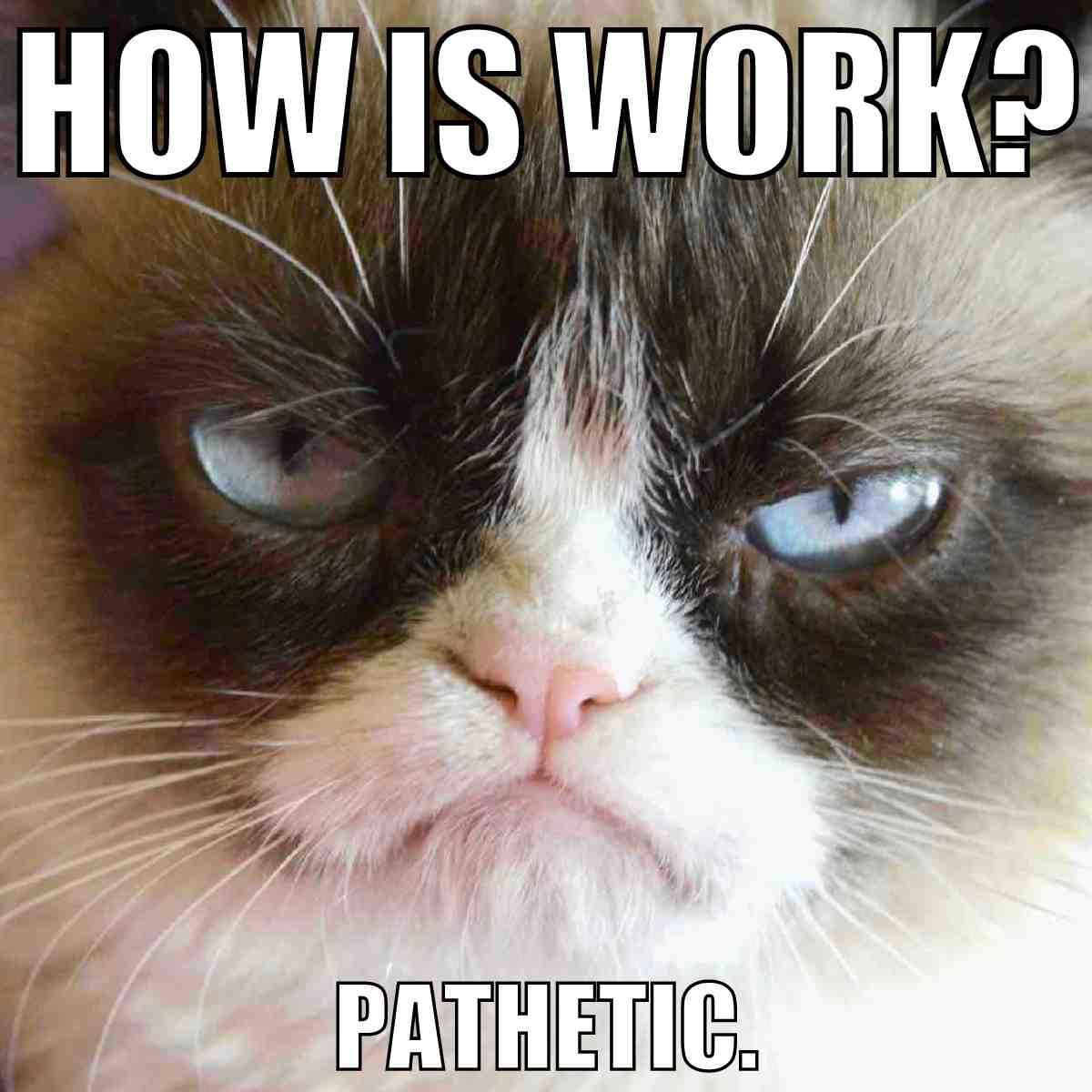 pathetic work meme Meme with a grumpy cat face captioned, 'How is work? Pathetic.', humorously expressing disdain for the daily grind.