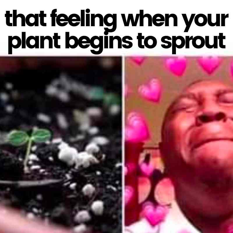 plant cell meme plant cell meme