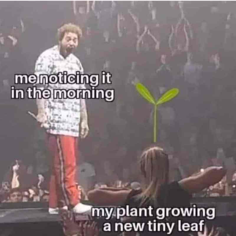 plant growing post malone meme plant growing post malone meme