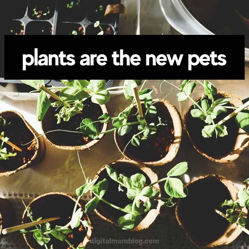 plants are the new pets meme plants are the new pets meme