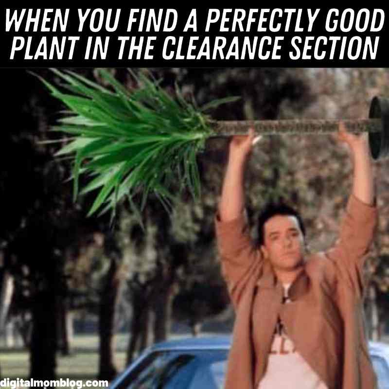plants on clearance plants on clearance