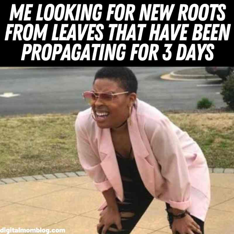 propagating plant meme propagating plant meme