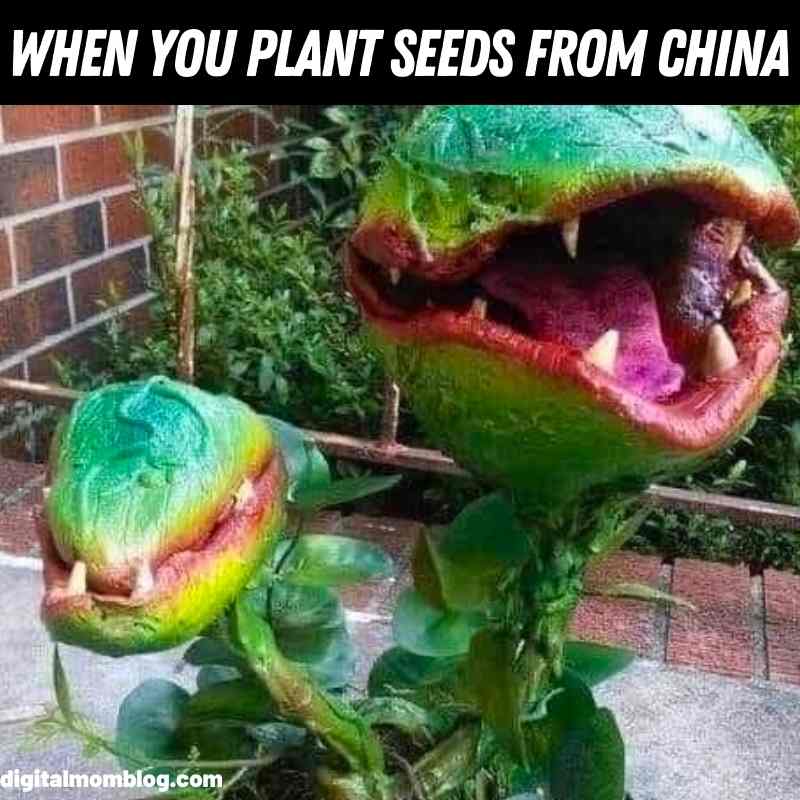 seeds from china plant meme seeds from china plant meme